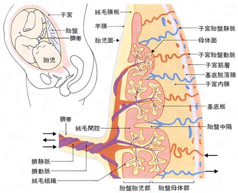 動物胎盤|胎盤形成と細胞間相互作用